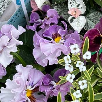ポンゼヴェール　COCOの画像 by ハニーレイさん | 玄関とビオラ ポンゼヴェールCoCoと薄紫色の花と寄せ植えと美しいグラデーションとフリフリビオラ♪とアリッサム♡と寒いとビオラ　ポンゼヴェール　ココとポンゼヴェール　COCO