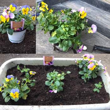 定植の画像 by GOOSさん | ビオラとコンテナスイートピーと植え付けとマグァンプKと土の再生とたまには花もと定植