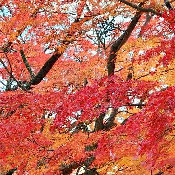 あきの画像 by みいちゃんさん | モミジとお城のある街と綺麗な紅葉と紅葉（こうよう）と紅葉・黄葉と秋の色とあきと紅葉 黄葉とモミジ景色と秋の色合いとモミジ♪とモミジ♡とモミジ好きとモミジ✽とモミジの紅葉