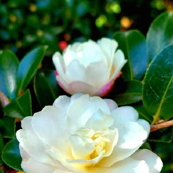 白い山茶花の投稿画像一覧 Greensnap グリーンスナップ 白い山茶花の投稿画像一覧 Greensnap グリーンスナップ
