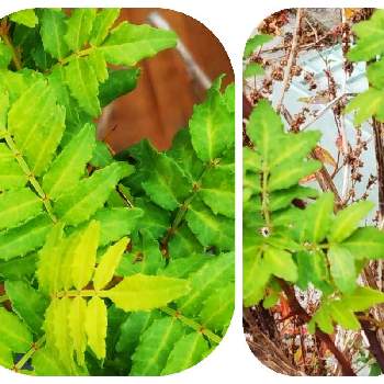 山椒の棘,山椒,植物のある暮らし,ミカン科サンショウ属,美しい葉の画像
