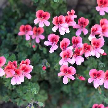 ペラルゴニウム エンジェルアイズの投稿画像一覧 Greensnap グリーンスナップ