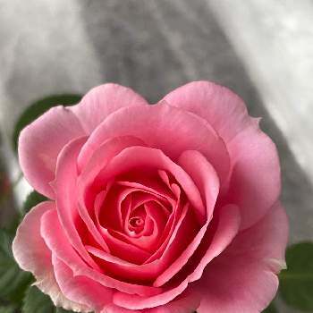 初心者の私の画像 by ALOHAさん | バルコニー/ベランダと薔薇ティファニーと花のある暮らしと初心者の私とプランターお花とお顔がこんにちは
