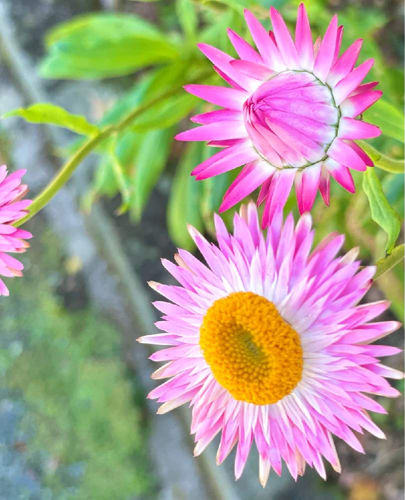 帝王貝細工 ムギワラギク の投稿画像 By のんさん ピンクの花とヘリクリサム ムギワラギク 帝王貝細工 とヘリクリサムと広い庭とかわいい花とカサカサ花 とドライフラワーみたいな花とピンクの花とヘリクリサム ムギワラギク 帝王貝細工 とかわいい花とカサカサ花と 帝王貝細工 ムギワラギク の投稿画像 By のんさん ピンクの花とヘリクリサム ムギワラギク 帝王貝細工 とヘリクリサムと広い庭とかわいい花とカサカサ花 とドライフラワーみたいな花とピンクの花とヘリクリサム ムギワラギク 帝王貝細工 とかわいい花とカサカサ花と