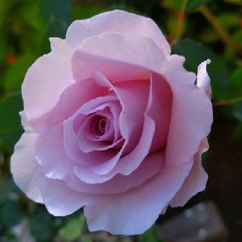 薔薇のアルバムの画像 by ヤマボウシさん | 小さな庭とニューウエーブと薔薇のアルバムとおうち園芸