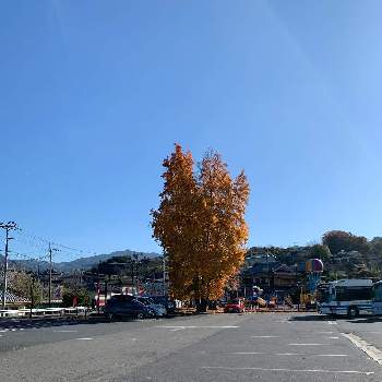 銀杏の木の画像 by Anxiaさん | 銀杏の木と真田の里と九度山
