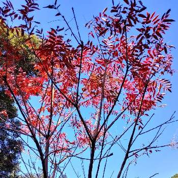 ハゼの木の投稿画像一覧 Greensnap グリーンスナップ