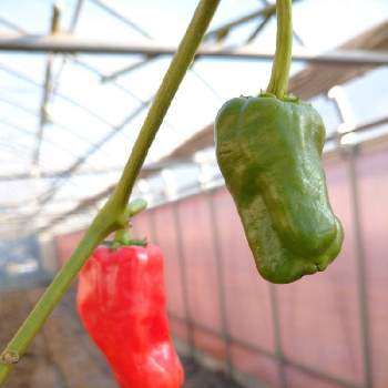 ピーマンの投稿画像一覧 Greensnap グリーンスナップ