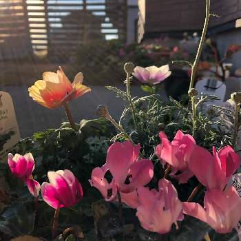 花の苗の投稿画像一覧 Greensnap グリーンスナップ