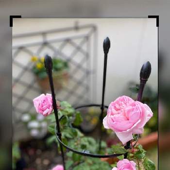 我が家のテラスの画像 by coco☘️さん | 小さな庭とバラ　マザーエレガンスと我が家のテラスとTEAMほほえみとこんな時こそ花をとテラスの鉢植えとありがとう