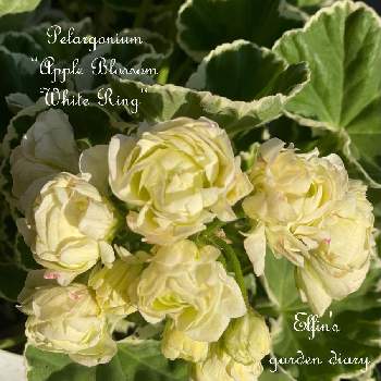 八重咲きゼラニウム アップルブロッサムの投稿画像一覧 Greensnap グリーンスナップ