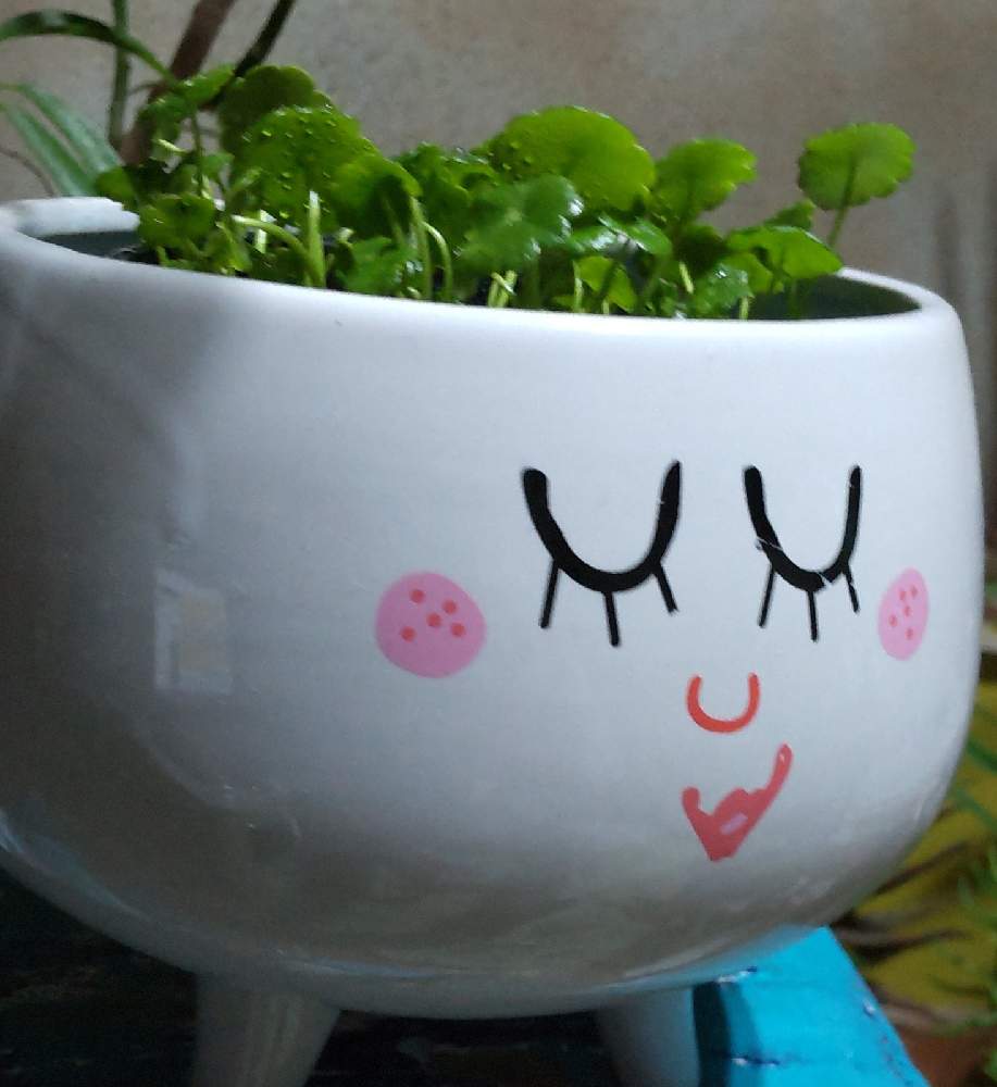 ヤッツケ飼育の投稿画像 By Jazzさん 水耕栽培中と水草と水生植物ウォーターマッシュルームと 観葉植物 21月12月9日 Greensnap グリーンスナップ ヤッツケ飼育の投稿画像 By Jazzさん 水耕栽培中と水草と水生植物ウォーターマッシュルームと 観葉植物 21月12月9日 Greensnap グリーンスナップ