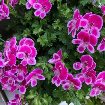 ペラルゴニウム エンジェルアイズの投稿画像一覧 Greensnap グリーンスナップ