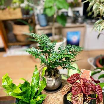 シノブ,クロコダイルファーン,ペペロミア・キト,観葉植物,植物のある暮らしの画像
