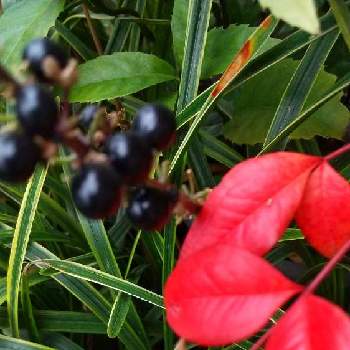 紅葉が綺麗の画像 by スイトピー好きさん | 小さな庭と南天とヤブランの実と秋を感じると黒い実と紅葉が綺麗