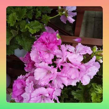 暖かめの画像 by ぴょんさん | お出かけ先とペラルゴニウムと可愛い❤と綺麗なお花❤と今日のお花とピンク色の花と花のある暮らしと暖かめ