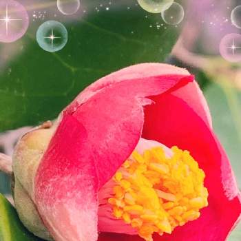 凛としての投稿画像一覧 Greensnap グリーンスナップ 凛としての投稿画像一覧 Greensnap グリーンスナップ