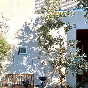 折れたの画像 by kiisantaさん | 小さな庭と残った枝とユーカリ　プレウロカルパとネイティブプランツとユーカリ テトラゴナと折れたとオージープランツ