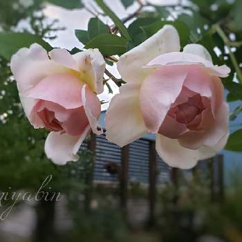miyabin’s garden 2021の画像 by miyabinさん | 雪国とばら バラ 薔薇とネコ好きとmiyabin’s garden 2021とバラのある暮らしとGS映えと植中毒と新米ロザリアンとエブリン   バラと2021 GSでバラ園と花のある暮らしと薔薇♪とバラ・ミニバラ