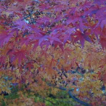 色づきの画像 by dangoさん | お出かけ先と秋色グラデーションと色づきと可睡斎と紅葉（こうよう）と遠州三山とモミジ✽と秋。と加工なし
