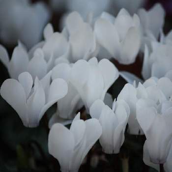ご近所の花壇の画像 by いかみみさん | お出かけ先とシクラメンと白い花とご近所の花壇