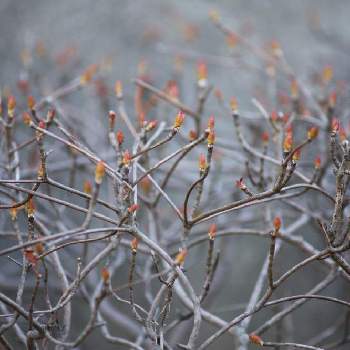 ご近所の花壇の画像 by いかみみさん | お出かけ先とドウダンツツジと落葉した木と冬の木とご近所の花壇