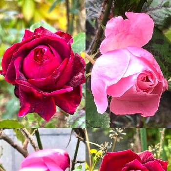 バラ はいからの画像 by ドラチャンことAkitoshi Imaiさん | バラ はいからとバラ フェルゼン伯爵とパパメイアンとクイーンエリザベスと今日を今を生きることと金曜日の蕾たちと⚔️心を燃やせとワクワクの花たちと最愛の友へ届けといつも心に太陽をとピンクワールドへ ようこそとenjoy ＆ smile happy⤴︎と明日はきっと良い日になると毎日thank you❤️と金曜ローズショー