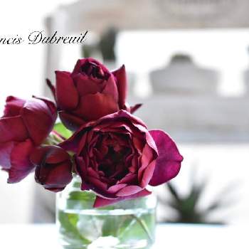 フランシス・デュブリュイの画像 by ゆらさん | 部屋とバラとフランシス・デュブリュイとゆら＊バラとおうち園芸と花のある暮らしと薔薇♪と今日も元気に♪と金曜ローズショー
