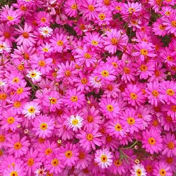 花絶景の投稿画像一覧 Greensnap グリーンスナップ