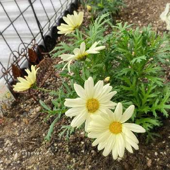 マーガレットデイジーイエローの画像 by けろけろさん | 小さな庭とマーガレットとマーガレットデイジーイエローと可愛いお花と元気に育ってます♪と幸せの黄色いお花と手作り花壇と黄色の花
