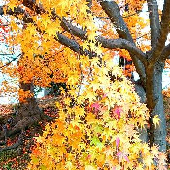 あきの画像 by みいちゃんさん | お城のある街と綺麗な紅葉と紅葉（こうよう）と紅葉・黄葉と秋の色とあきと紅葉 黄葉