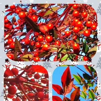実もの好き❤️の画像 by sumiko87さん | お出かけ先と南天(ナンテン)と植物のある暮らしと実もの好き❤️と近隣の植物とGSのみなさんに感謝♡と艶やかな赤い実