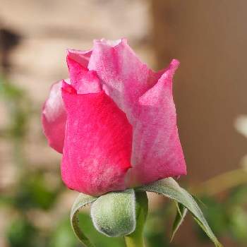 薔薇が好きの画像 by サクラコ❀︎*さん | 小さな庭と金曜日の蕾たちとばら バラ 薔薇と癒されます♡と熊本からと薔薇が好きと美しい✨✨とお庭の花たちと薔薇♪と庭の花たち**と綺麗♪といいね♡ありがとう