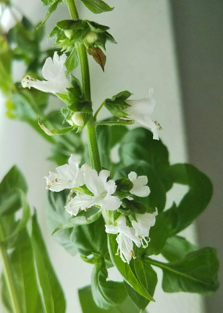 バジルの投稿画像 By ひしやんよさん 花のある暮らしと緑のある暮らしと北海道と白色の花 21月12月10日 Greensnap グリーンスナップ