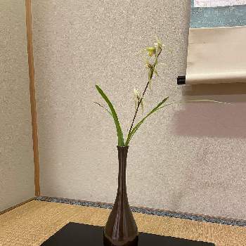 茶道の画像 by mimikomamaさん | 和室とカンランと茶花と和の趣と茶道と床の間と季節の花と花のある暮らしと生け花
