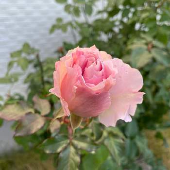 ラマリエの画像 by ガーデンローズさん | 小さな庭とばら バラ 薔薇とバラが咲いたと薔薇愛同盟と小さなバラのテラスとバラのある暮らしとGS映えとわたしのラマリエと日々の暮らしの中の幸せとおうち園芸とバラのおかげと鉢でバラを育てると花いろいろと可愛いとバラが好きと花のある暮らしとバラに囲まれてとロザリアンとかわいい花とバラと暮らす幸せとラマリエ