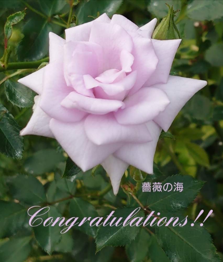 薔薇の七色クマちゃん 薔薇の七色クマちゃん