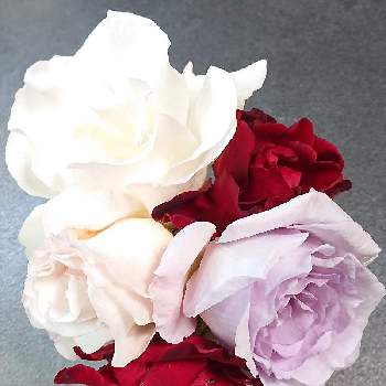 フレンチレースの画像 by ちーちゃんさん | ニューウェーブとフレンチレースとオマージュ ア バルバラと花のある暮らしと花が好きと薔薇が好き❤️