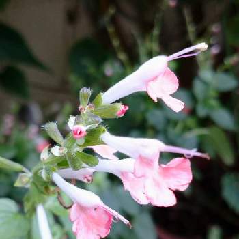 サルビア♡の画像 by レモンさん | 小さな庭とピンクの花とおうち園芸といやし♡とサルビア♡と可愛い♡