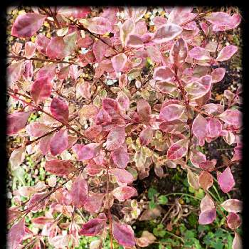 ロフォミルタス マジックドラゴン。の画像 by keiraさん | 小さな庭とロフォミルタス マジックドラゴンとピンクに紅葉とロフォミルタス マジックドラゴン。とプリンセスクローバーとピンクの葉っぱとカラーリーフガーデンとプリンセス・クローバー  ジェシカ＊と常緑樹低木