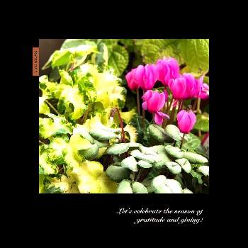 ムーンライトの投稿画像一覧 Greensnap グリーンスナップ ムーンライトの投稿画像一覧 Greensnap グリーンスナップ