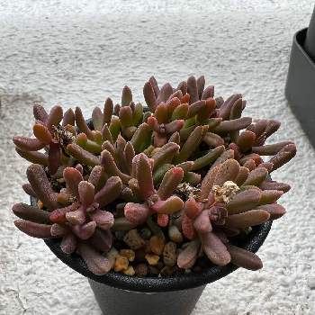 デロスペルマ属細雪の投稿画像一覧 Greensnap グリーンスナップ