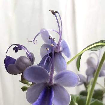ブルーバタフライの画像 by まみーさん | 窓辺とブルーバタフライと花のある暮らし