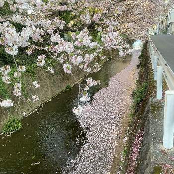 花筏の画像 by tatsuyaさん | お出かけ先と花筏と桜。と通勤路にて