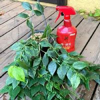 蚊やコバエ対策にも 育てやすいおすすめの食虫植物とは Greensnap グリーンスナップ