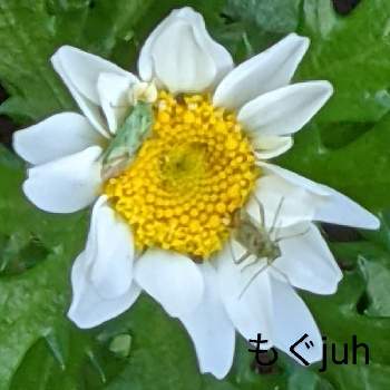 キク科の花の画像 by もぐjuhさん | お出かけ先とプランターと花色と拡大とお顔がこんにちはとGoogle Pixel5と花いろいろと君も花が好きなのかとしろい花とキク科の花