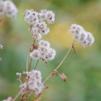 マルバフジバカマの投稿画像一覧 Greensnap グリーンスナップ