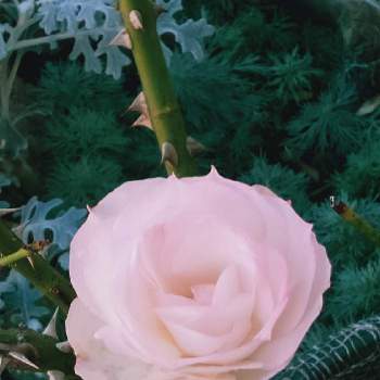 花の命は短くての投稿画像一覧 Greensnap グリーンスナップ