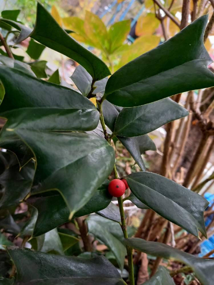 西洋柊 クリスマスホーリー の投稿画像 By モンローさん クリスマスホーリーと観葉植物と冬越しと常緑樹と西洋ヒイラギ と赤い実とクリスマスホーリー と クリスマス 21月12月10日 Greensnap グリーンスナップ