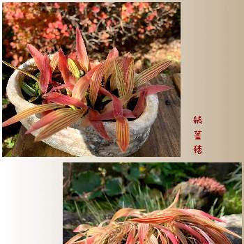 色づきの画像 by 美野美谷さん | 広い庭とM's style bonsaiとM's style bonsai(草もの)と縞蔓穂と和の庭とシマツルボ，と色づき